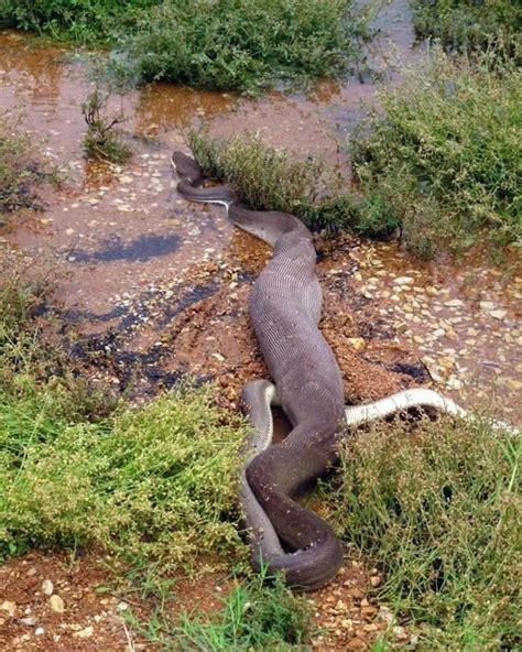 Amazing Animals: Anaconda Eating Crocodile In Australia