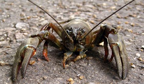 White-clawed Crayfish - Facts & Habitat Information