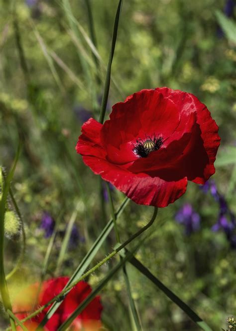 Poppy Flower Plant Red - Free photo on Pixabay - Pixabay