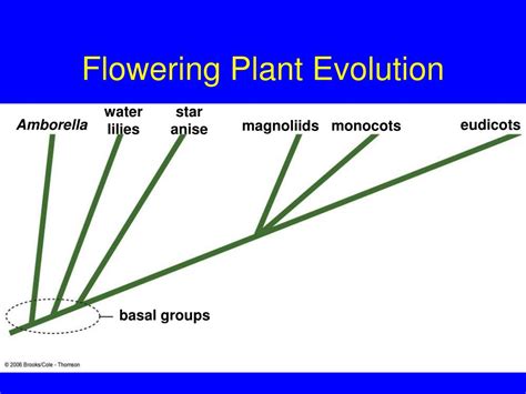 PPT - Plant Evolution PowerPoint Presentation, free download - ID:37342