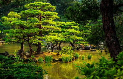 Download Pond Tree Green Garden Man Made Japanese Garden 4k Ultra HD Wallpaper