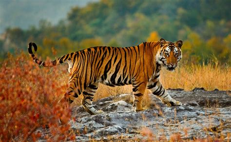 Wildlife In India - Step Into The Real Life Jungle Book