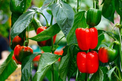 Guide to Pepper Plant Spacing: How Far Apart to Grow Them