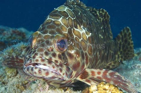 Epinephelus quoyanus Longfin Grouper - MarineThemes Stock Photo Library