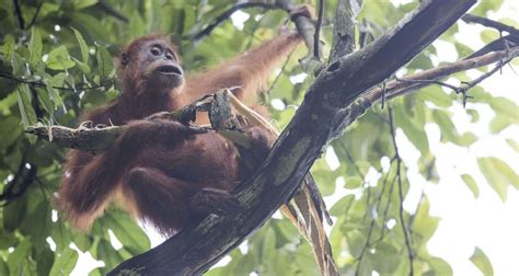 Orangutan Behaviour - SOCP - Sumatran Orangutan Conservation Programme