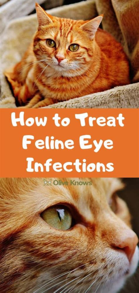 How to Treat Feline Eye Infections - OliveKnows