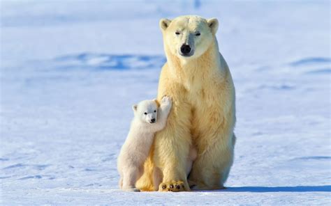 Fond d'écran : neige, la glace, Ours polaires, des bébés animaux, faune, mammifère, vertébré ...