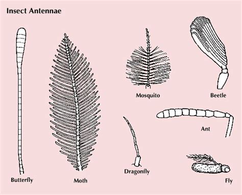 insect - Students | Britannica Kids | Homework Help