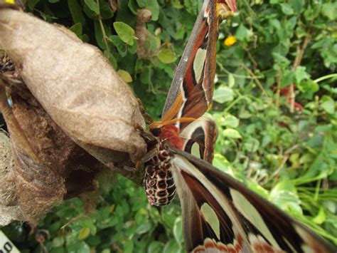 Atlas Moth by RakuenVI on DeviantArt