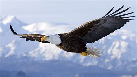 Online crop | HD wallpaper: American eagle, flying, bald eagle, nature ...