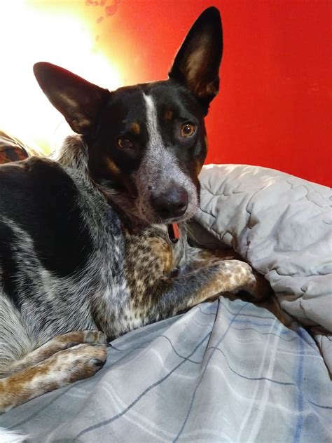 My baby girl, Saga. Blue/Red heeler mix. All ACD. : r/AustralianCattleDog