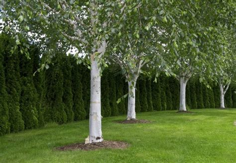 4 Trees with White Bark that are Natural Beauties Year-Round - Bob Vila