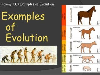 PPT - Biology 13.3 Examples of Evolution PowerPoint Presentation, free download - ID:2529447