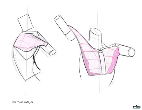 ArtStation - Anatomy Study ( Digital Art )