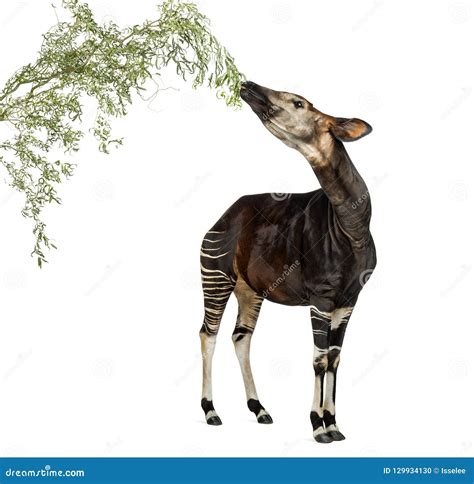 Okapi Eating Foliage from a Branch, Okapia Johnstoni Stock Photo - Image of branch, studio ...