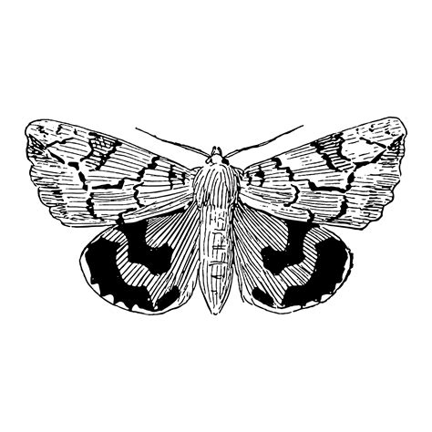 Illustration of moth - Download Free Vectors, Clipart Graphics & Vector Art