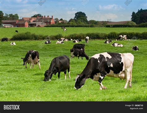 Cow Landscape Image & Photo (Free Trial) | Bigstock