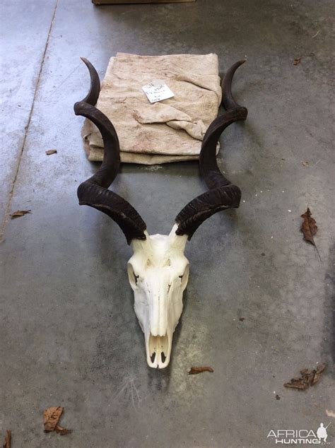 Kudu Skin & Skull | AfricaHunting.com