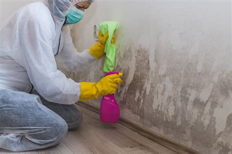 Top 5 Advantages of mould cleaning services Sydney