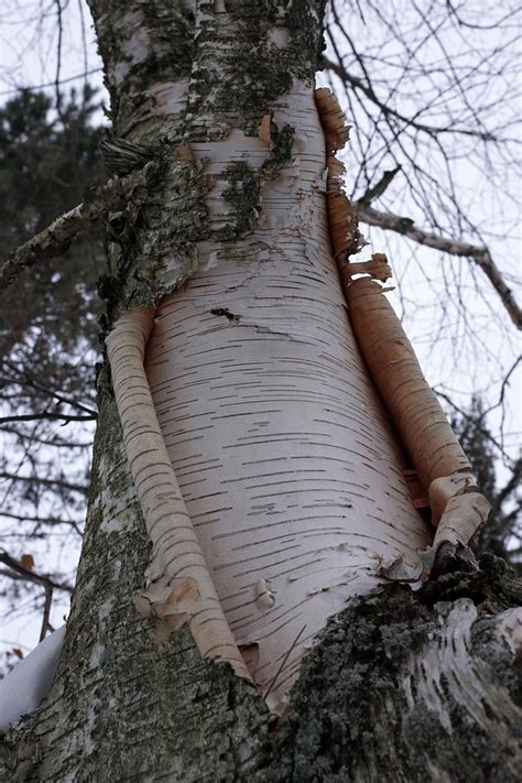 Betula papyrifera (Canoe Birch, Kenai Birch, Mountain Paper Birch ...