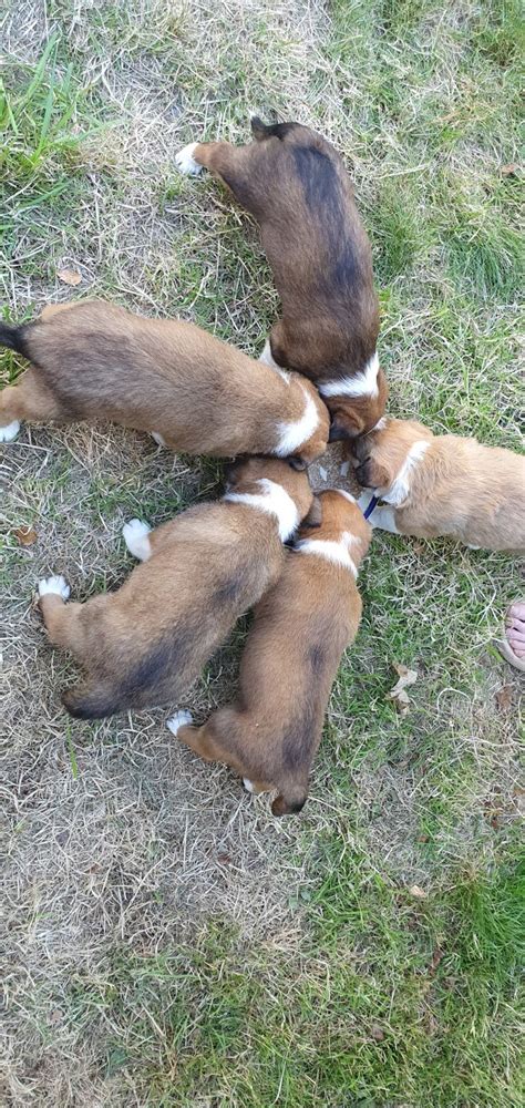 Welsh sheepdog puppies | The Farming Forum