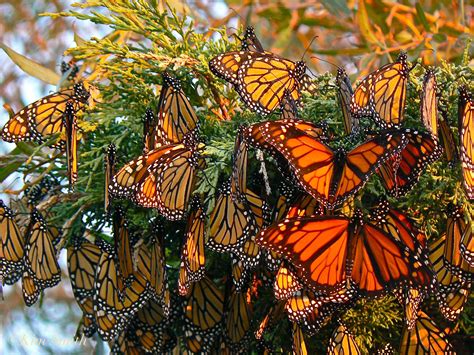 8 Interesting Monarch Butterfly Facts - Butterfly Joy