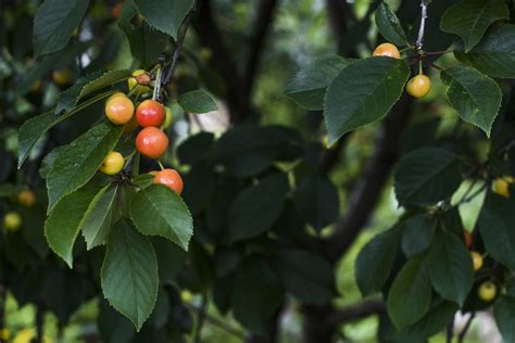 Wild Cherry Tree Identification » Top Tips