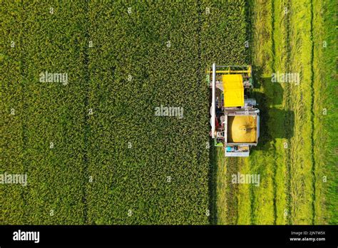 aerial view with drone of rice field ,during harvesting Stock Photo - Alamy