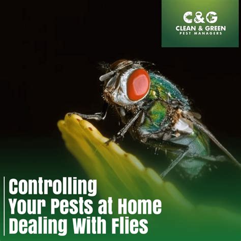 Controlling Your Pests at Home: Dealing With Flies · Clean & Green Pest ...