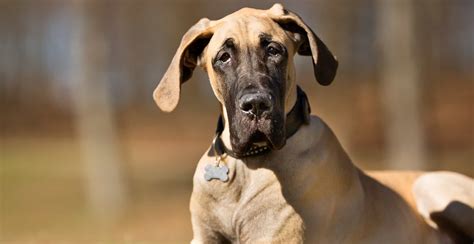 Great Dane Breed Guide (Lifespan, Size & Characteristics)