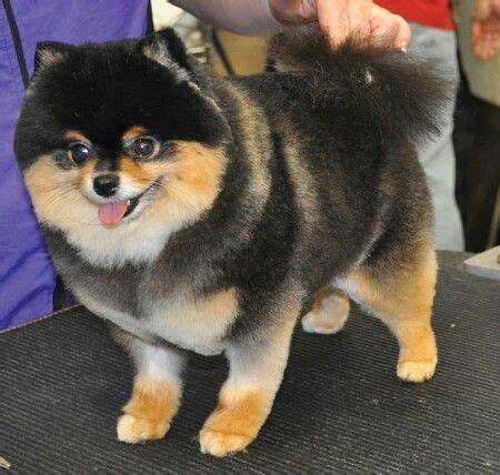 Pomeranian haircut, Pomeranian puppy, Dogs