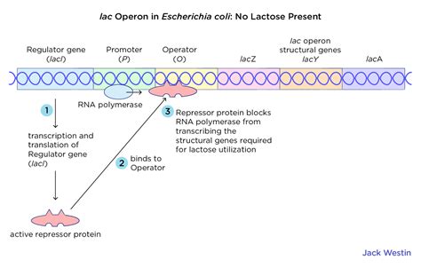 Operon Concept Jacob Monod Model - Control Of Gene Expression In Prokaryotes - MCAT Content