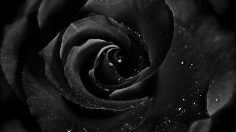 Black Rose Wallpaper HD | PixelsTalk.Net