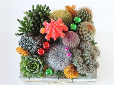 Live Cactus Arrangement in Wooden Container