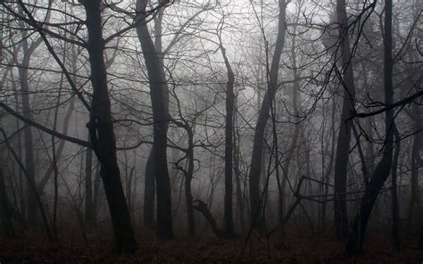 Dark Scary Forest Wallpapers - Top Free Dark Scary Forest Backgrounds - WallpaperAccess