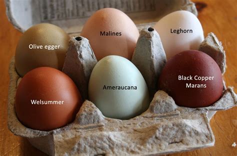 Chickens & Eggs in 2021 | Fancy chickens, Chicken egg colors, Chicken eggs