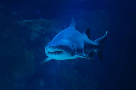 Shark Gills Stock Photos, Pictures & Royalty-Free Images - iStock