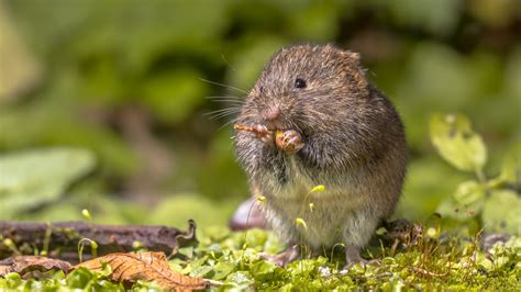 Voles Vs. Moles: What's The Difference?