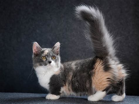 8 Amazing Facts About Munchkin Cats: Genetics, Temperament & Speed | Hepper