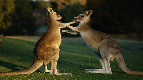 🔥 [140+] Kangaroo Wallpapers | WallpaperSafari