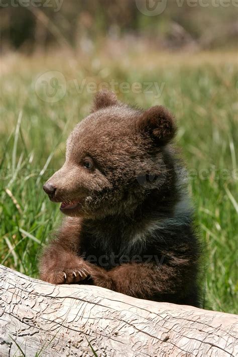 Grizzly bear cub sitting on the log 839037 Stock Photo at Vecteezy