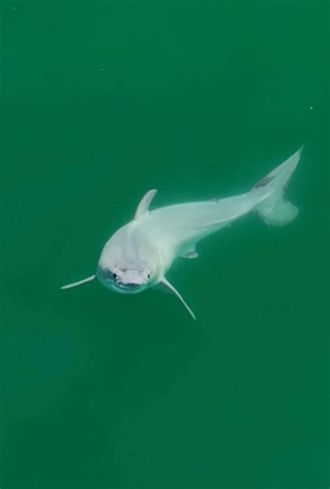 Baby Great White Shark Spotted in Wild for First Time Ever off Santa ...