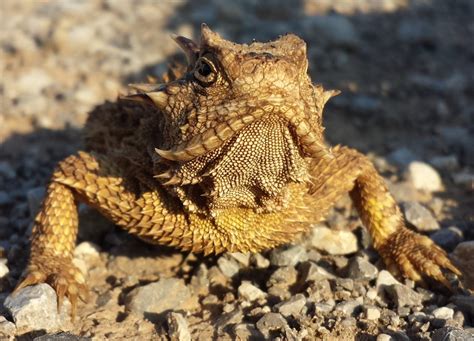 Plains Horned Toad (U.S. National Park Service)