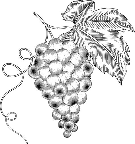 Grape fruit hand drawn illustration. 3132307 Vector Art at Vecteezy