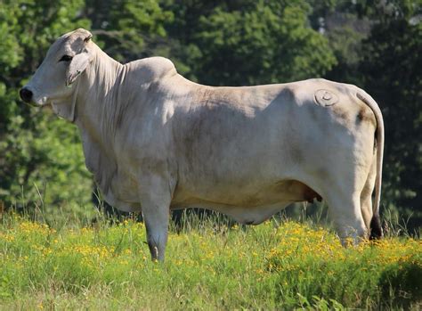 Brahman Influenced Cattle – Circle D Ranch