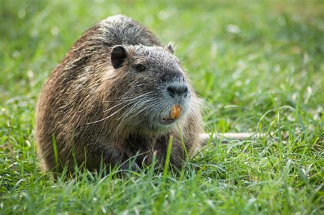 JOE.ie - Dubliners warned about "large invasive rodent" with bright orange teeth