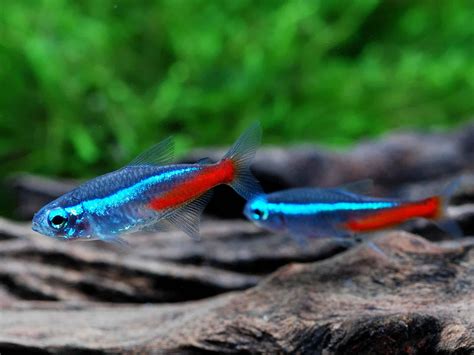 Neon Tetra: Care, Disease, Breeding, Albino & Gold Types - Fish Laboratory