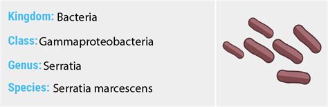 Serratia marcescens - Quip Labs