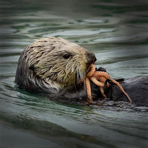 Sea Otter Eating Octopus #1 Photograph by Cindy McIntyre - Pixels