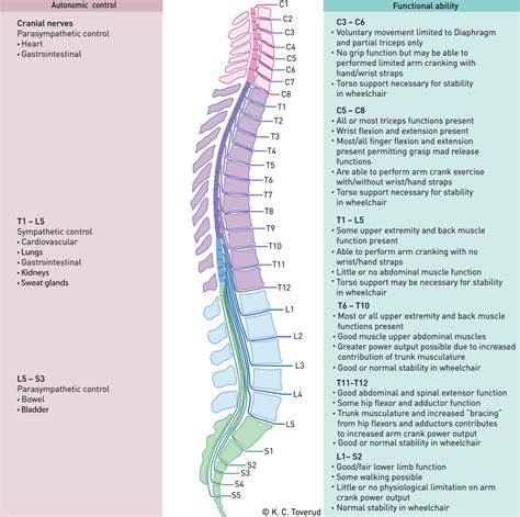 Anatomy Chart Spinal Nerves